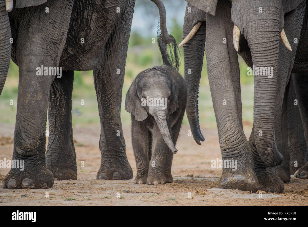 Elefante africano (Loxodonta africana), un paio di giorni di vitello, di Chobe National Park - Chobe District, Botswana Foto Stock