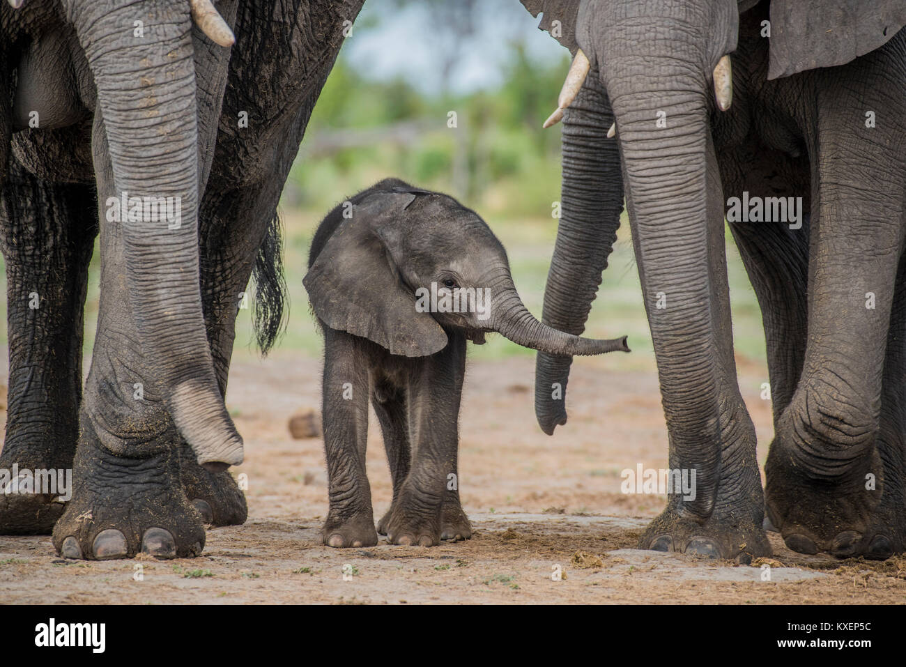 Elefante africano (Loxodonta africana), un paio di giorni di vitello, di Chobe National Park - Chobe District, Botswana Foto Stock