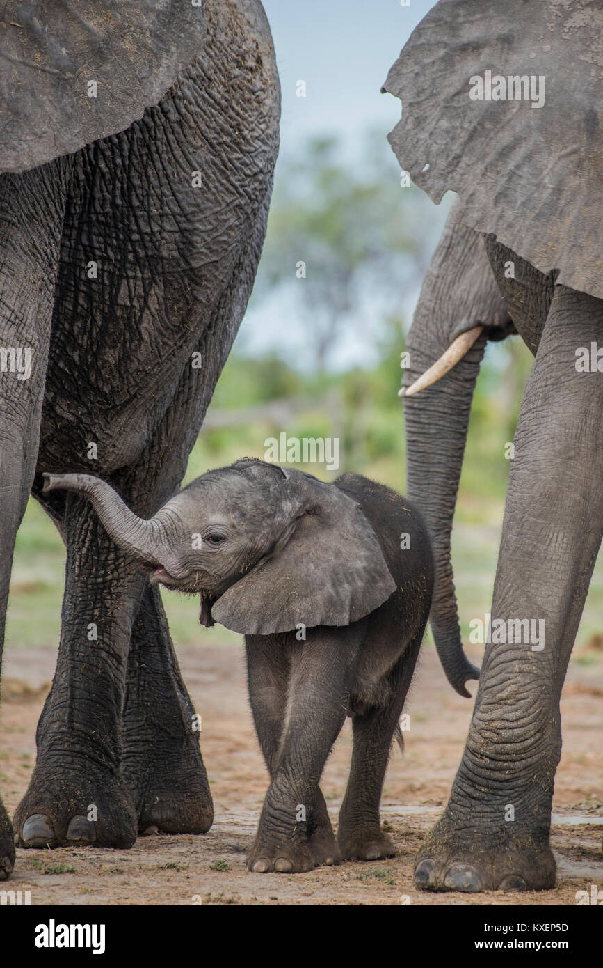 Elefante africano (Loxodonta africana), un paio di giorni di vitello, di Chobe National Park - Chobe District, Botswana Foto Stock