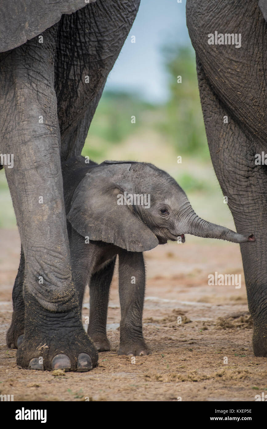 Elefante africano (Loxodonta africana), un paio di giorni di vitello, di Chobe National Park - Chobe District, Botswana Foto Stock