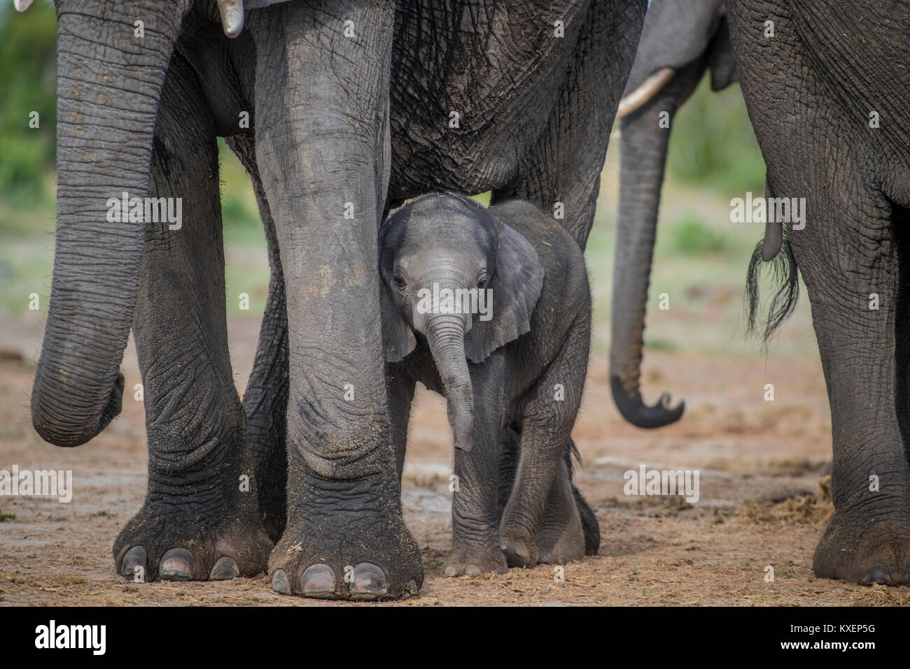 Elefante africano (Loxodonta africana), un paio di giorni di vitello, di Chobe National Park - Chobe District, Botswana Foto Stock