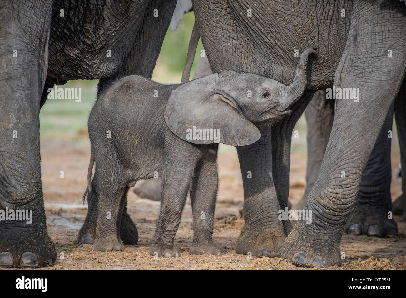 Elefante africano (Loxodonta africana), un paio di giorni di vitello, di Chobe National Park - Chobe District, Botswana Foto Stock
