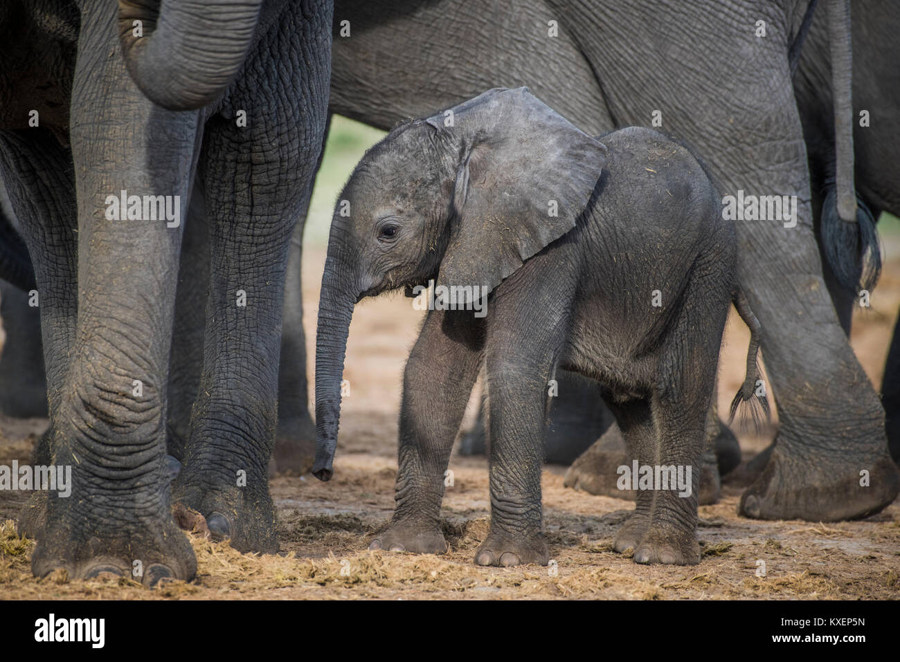 Elefante africano (Loxodonta africana), un paio di giorni di vitello, di Chobe National Park - Chobe District, Botswana Foto Stock