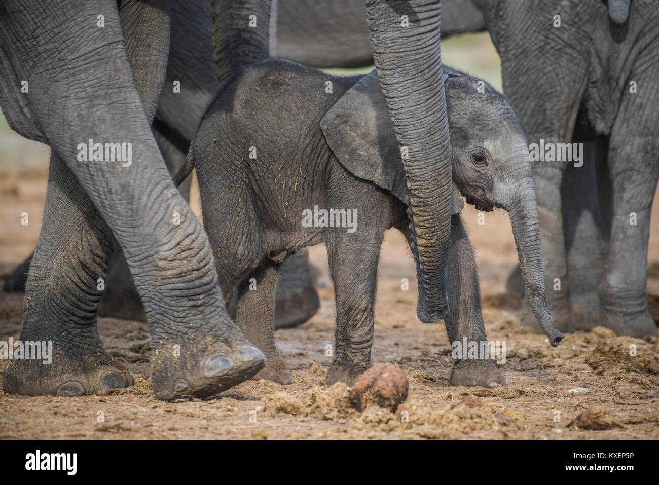 Elefante africano (Loxodonta africana), un paio di giorni di vitello, di Chobe National Park - Chobe District, Botswana Foto Stock