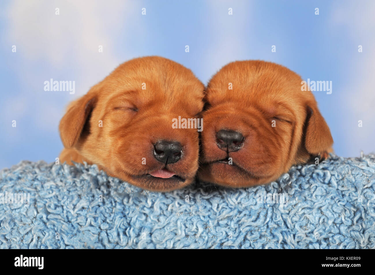 Il Labrador Retriever,cuccioli,8 giorni,dormire Foto Stock
