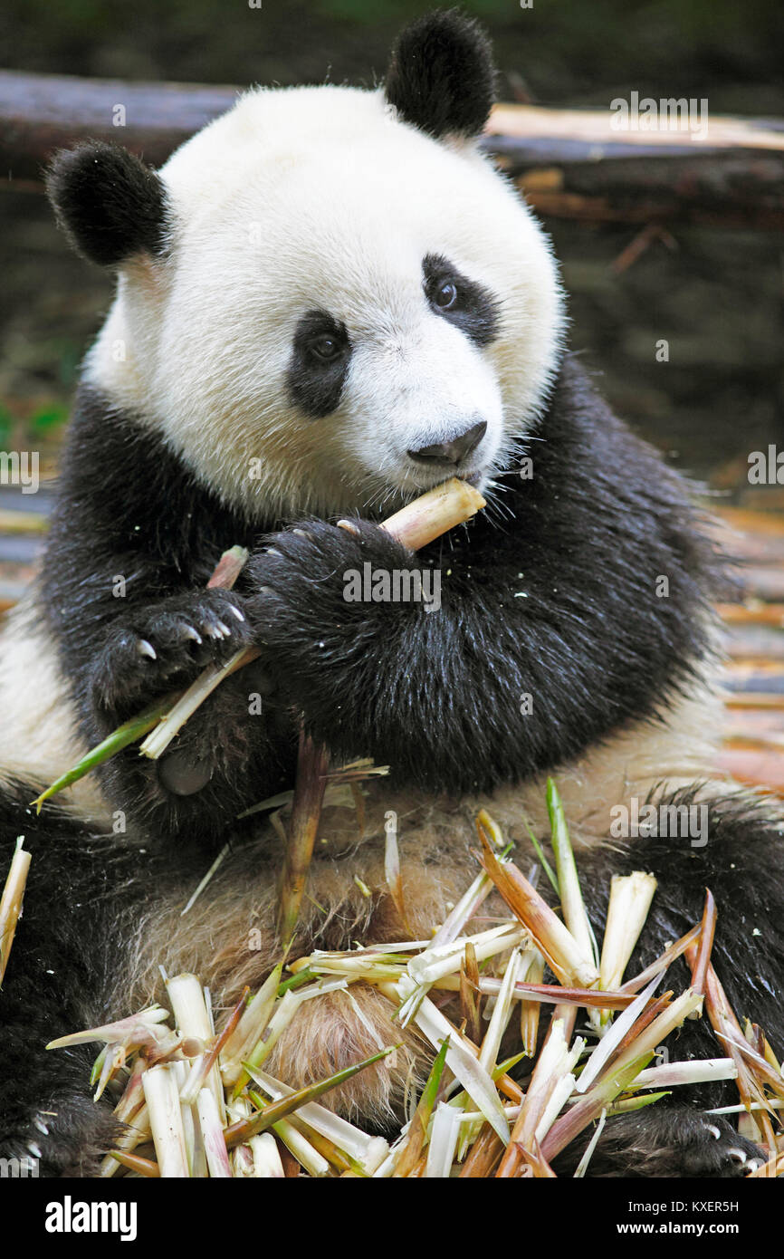 Orso Panda o Panda Gigante (Ailuropoda melanoleuca) mangia i germogli di bambù, Chengdu Research Base del Panda Gigante Allevamento, Chengdu Sichuan, Cina Foto Stock