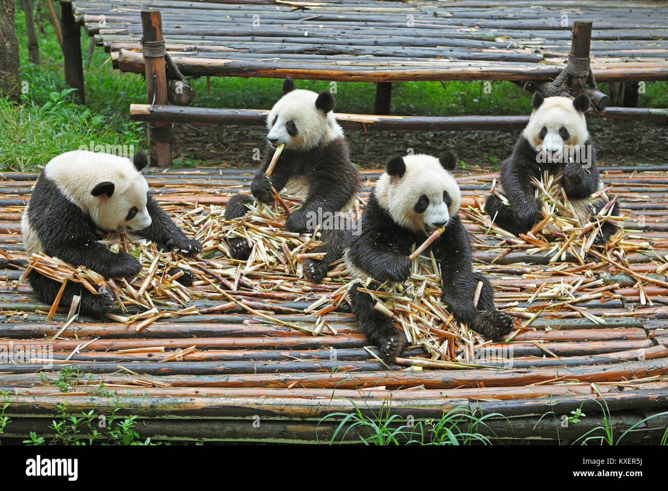 Panda orsi o panda giganti (Ailuropoda melanoleuca) mangiare germogli di bambù, Chengdu Research Base del Panda Gigante Allevamento, Chengdu Sichuan, Cina Foto Stock