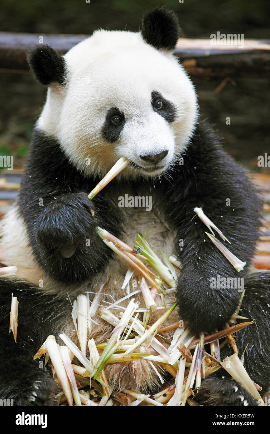 Orso Panda o Panda Gigante (Ailuropoda melanoleuca) mangia i germogli di bambù, Chengdu Research Base del Panda Gigante Allevamento, Chengdu Sichuan, Cina Foto Stock