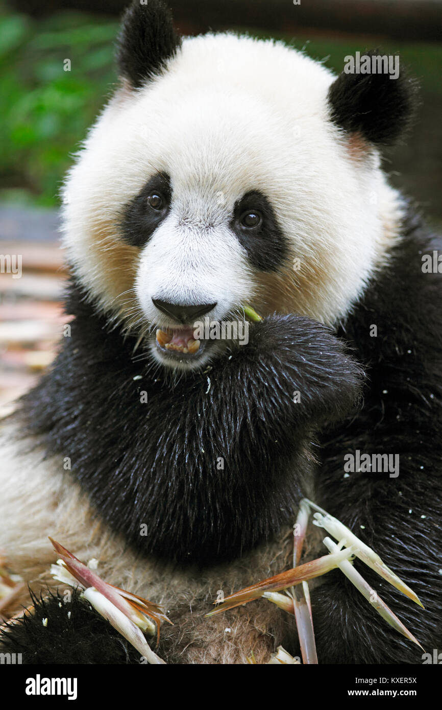Orso Panda o Panda Gigante (Ailuropoda melanoleuca) mangia i germogli di bambù, Chengdu Research Base del Panda Gigante Allevamento, Chengdu Sichuan, Cina Foto Stock