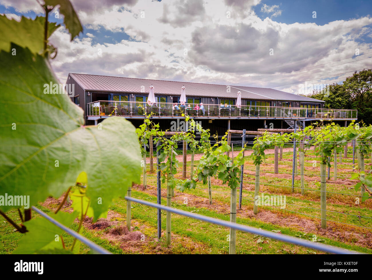 Bolney Wine Estate vicino a Haywards Heath, West Sussex. Foto Stock