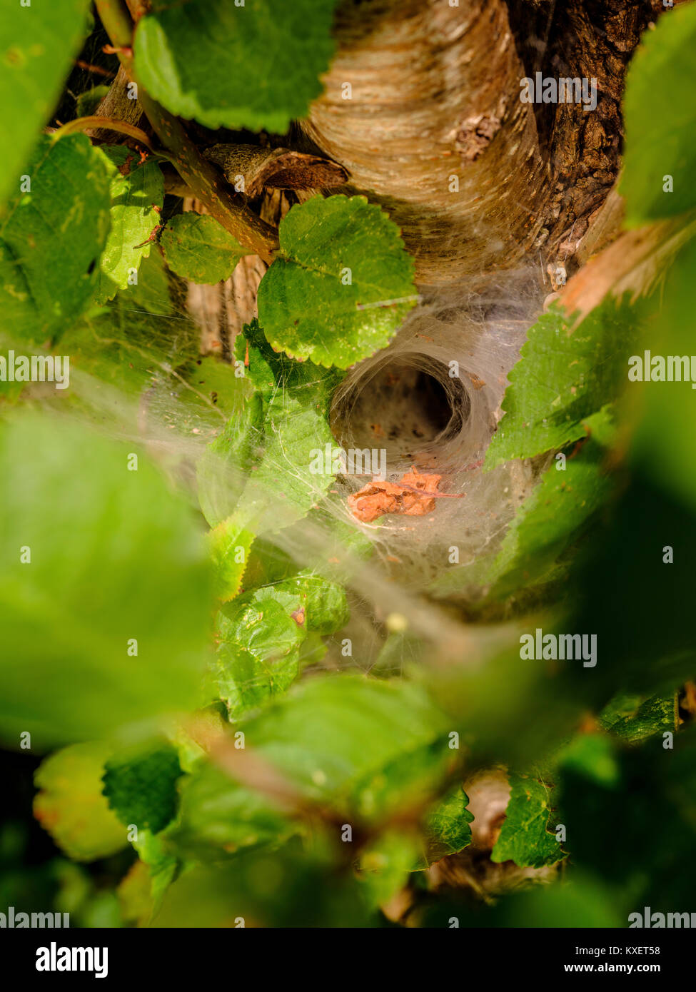 Una rete di ragno a forma di imbuto - Haywards Heath, West Sussex. Foto Stock