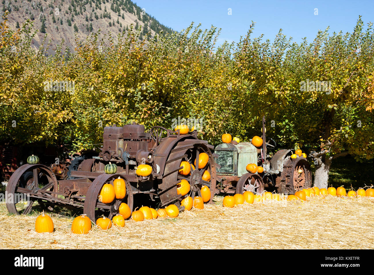 Antico trattore e attrezzature agricole in una fattoria biologica meleto con una disposizione di zucche invernali e zucche situato in Keremeos, inglese britannico Foto Stock