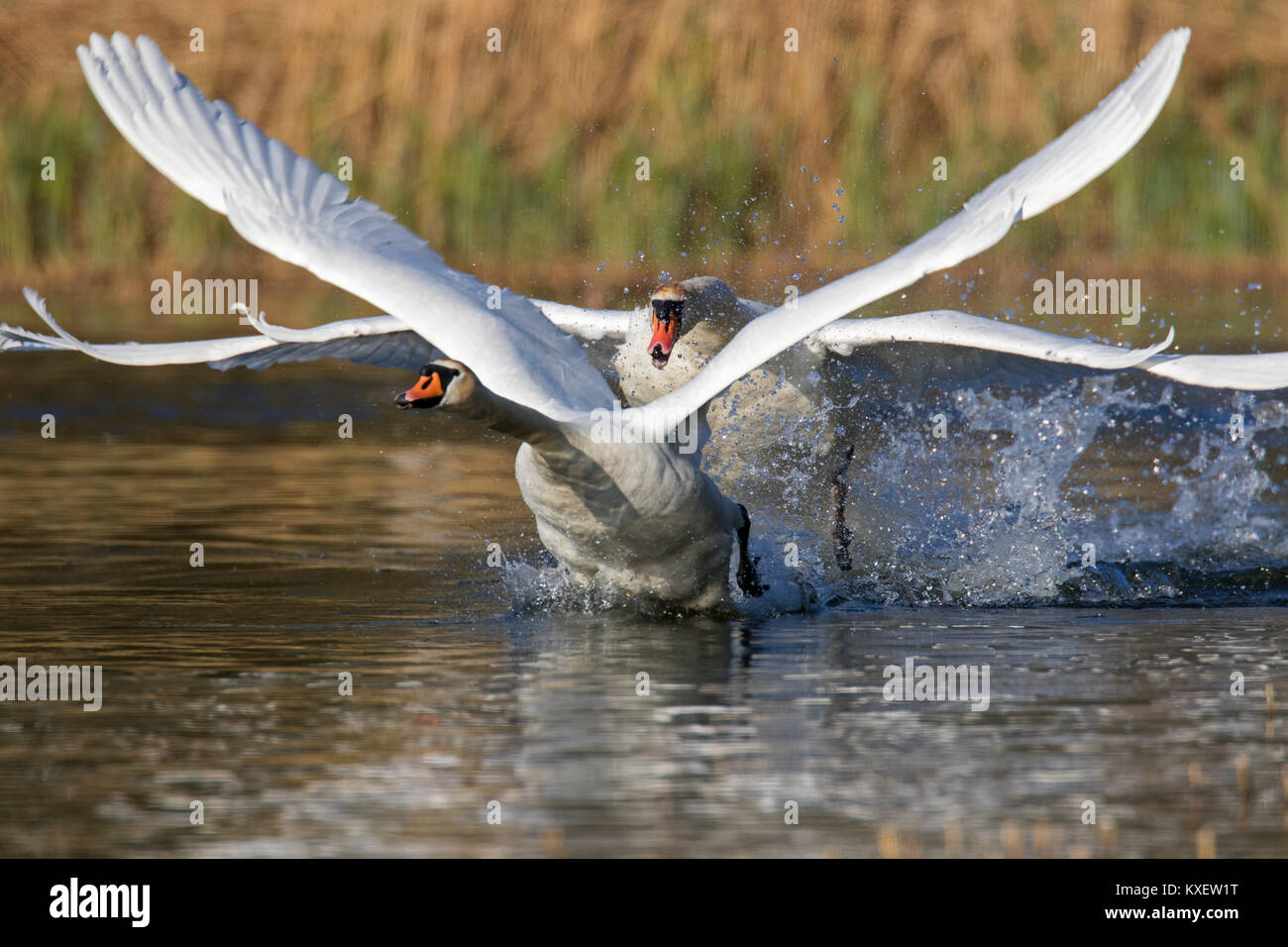 Mute territoriale swan (Cygnus olor) maschio scacciano i giovani swan nuotare nel lago in primavera Foto Stock