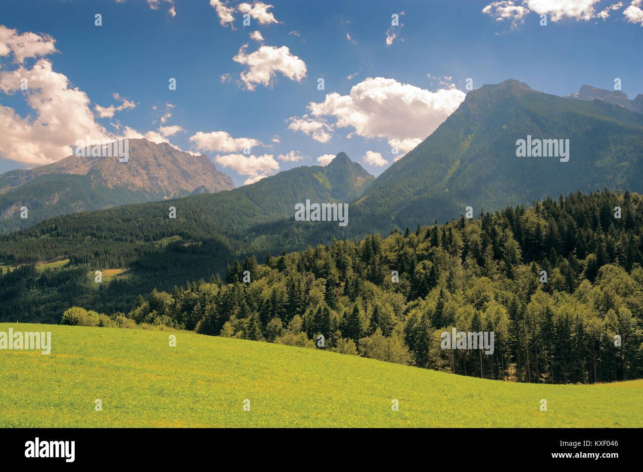 Verde prato nelle Alpi Foto Stock