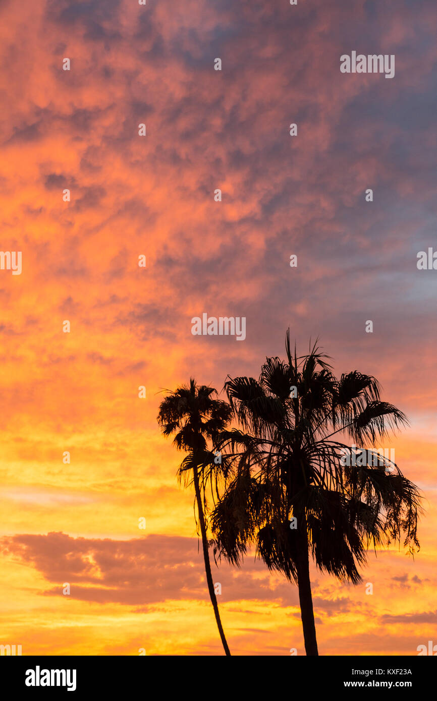 Le palme si stagliano contro la vibrante post-tramonto nuvole in Playa Del Rey, California. Foto Stock