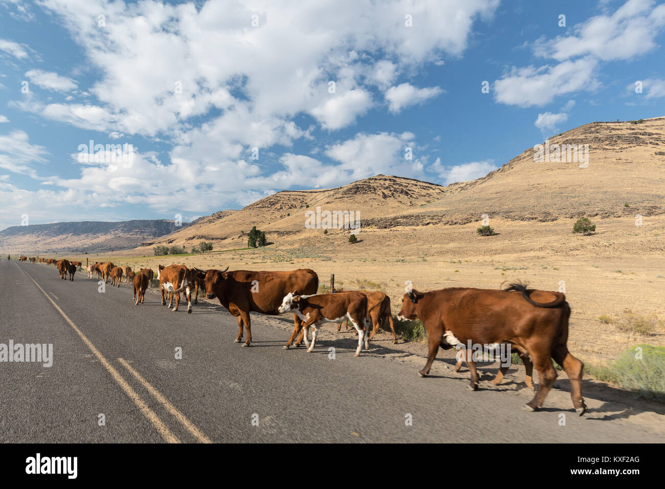 Bestiame a piedi lungo la strada durante una unità di bestiame in Catlow, Oregon. Foto Stock