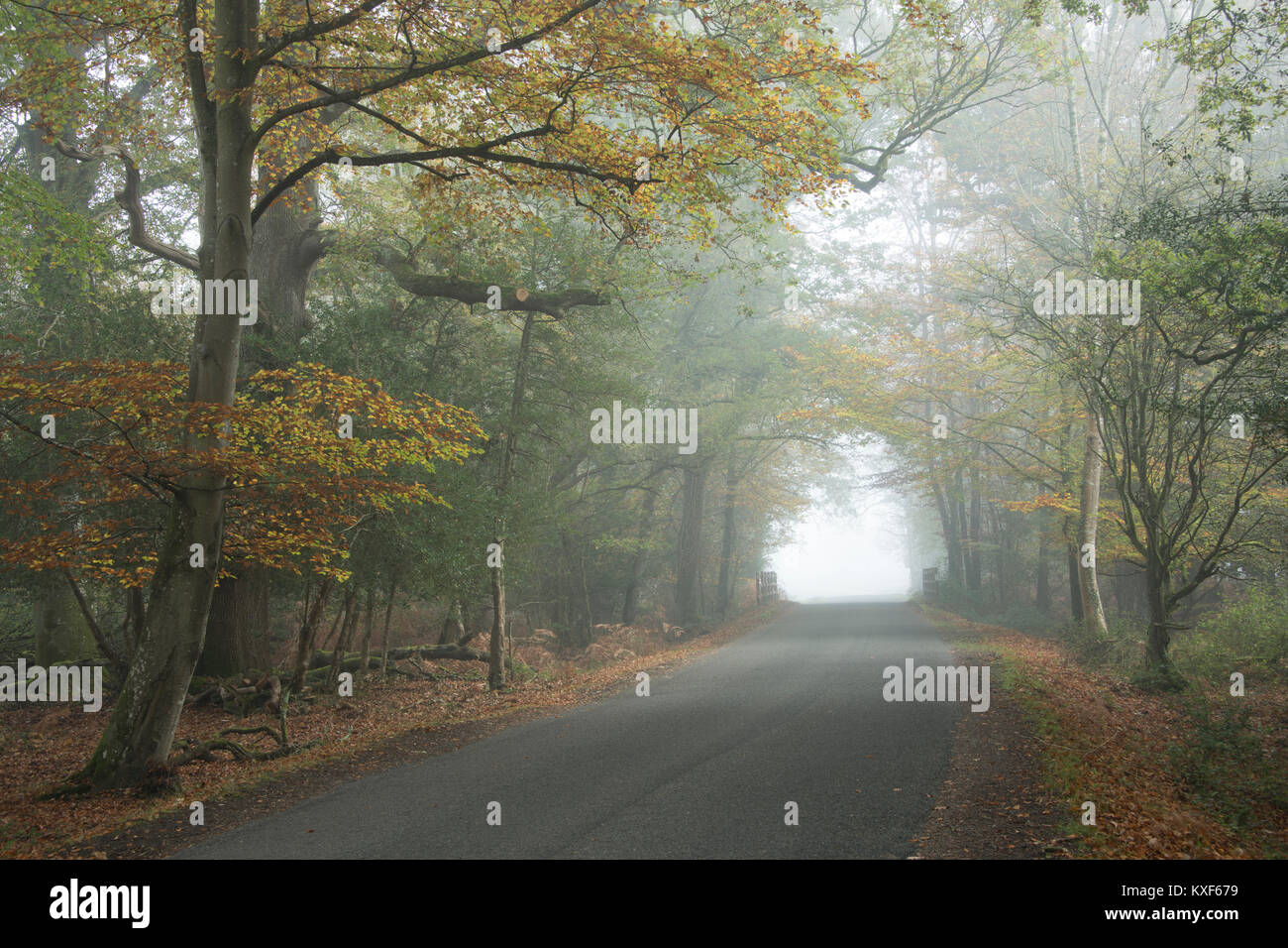 Una nebbiosa mattina sulla trasmissione Bolderwood nel nuovo Parco Nazionale Foreste. Foto Stock