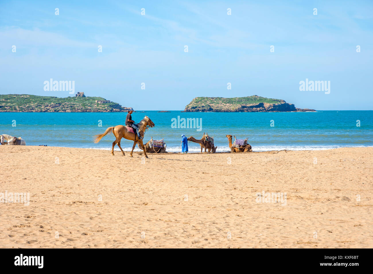 ESSAOUIRA, Marocco - 13 dicembre: l uomo a cavallo e cammelli che giace sulla spiaggia di sabbia di mare in spiaggia Essaouira. Dicembre 2016 Foto Stock