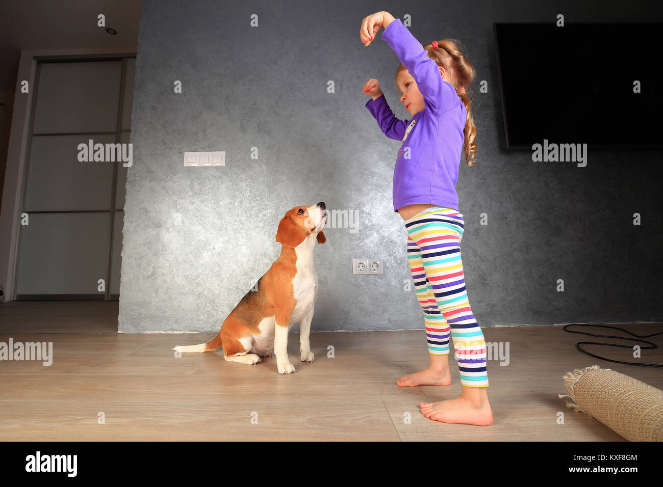 Il Toddler girl formazione cane beagle in ambienti chiusi. Home Animazione per bambini. Foto Stock