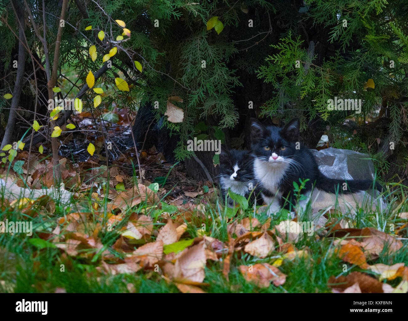 Il gatto è proteggere il suo cibo dal fotografo Foto Stock