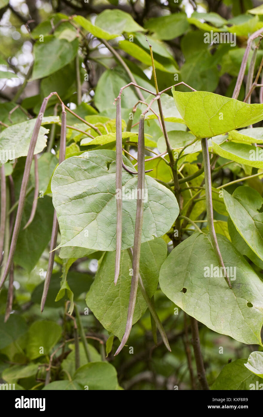 Catalpa bignonioides seedpods in autunno. Foto Stock