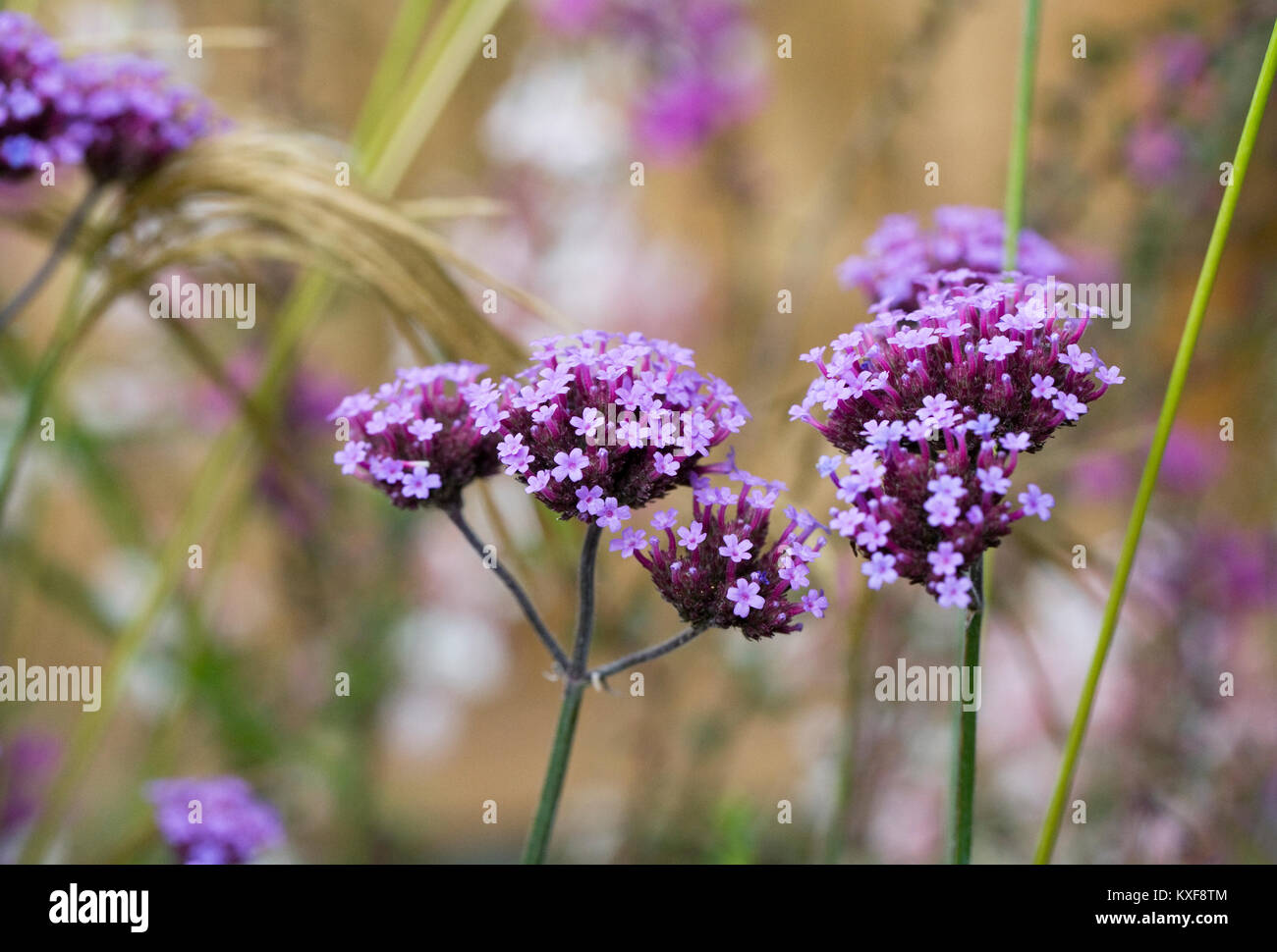 Verbena bonariensis fiori. Foto Stock