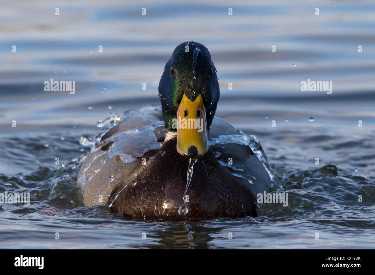 Maschio di germano reale (Anas platyrhynchos) prendere un bagno Foto Stock