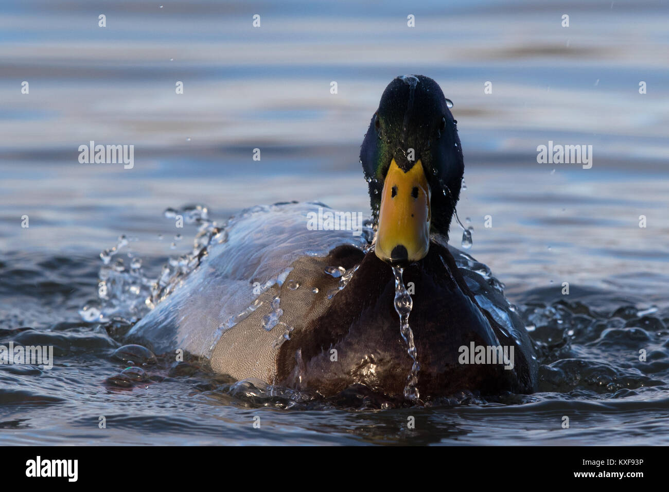 Maschio di germano reale (Anas platyrhynchos) prendere un bagno Foto Stock