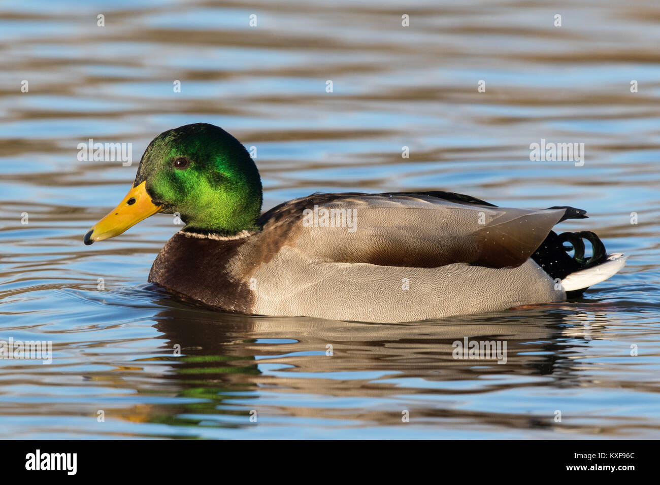 Maschio di germano reale (Anas platyrhynchos) nuotare in un lago calmo Foto Stock
