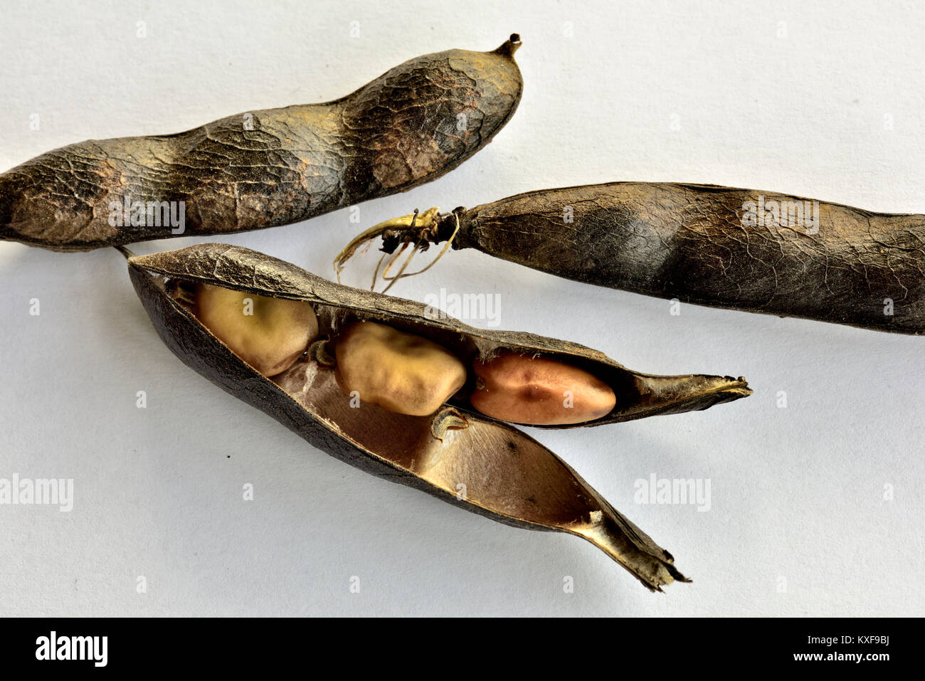 Le fave secche sbucciate nel pod o fava, un importante alimento in alcuni paesi Foto Stock
