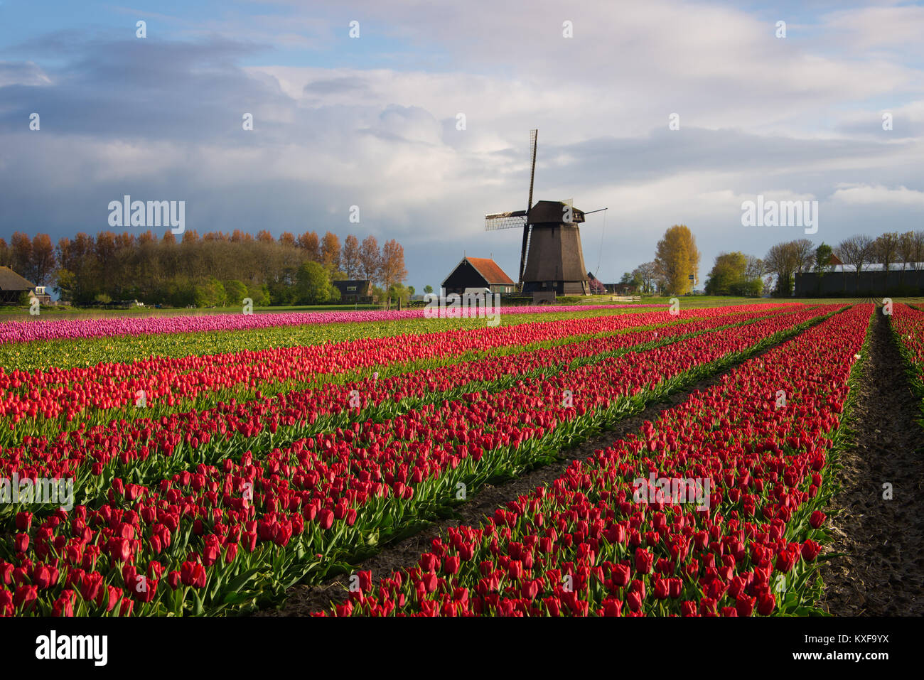Righe diagonali di tulipani colorati in rosso e rosa in un paesaggio con i fiori di campo e un mulino a vento in background nei pressi di Amsterdam nei Paesi Bassi Foto Stock