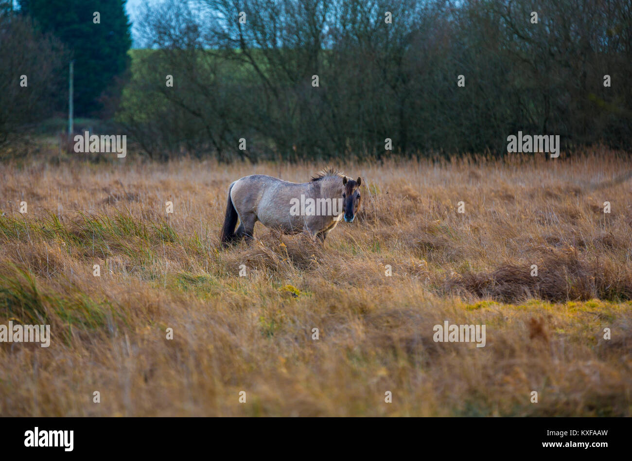 Cavallo Konik a Redgrave e Lopham Fen, Suffolk, Regno Unito. Foto Stock