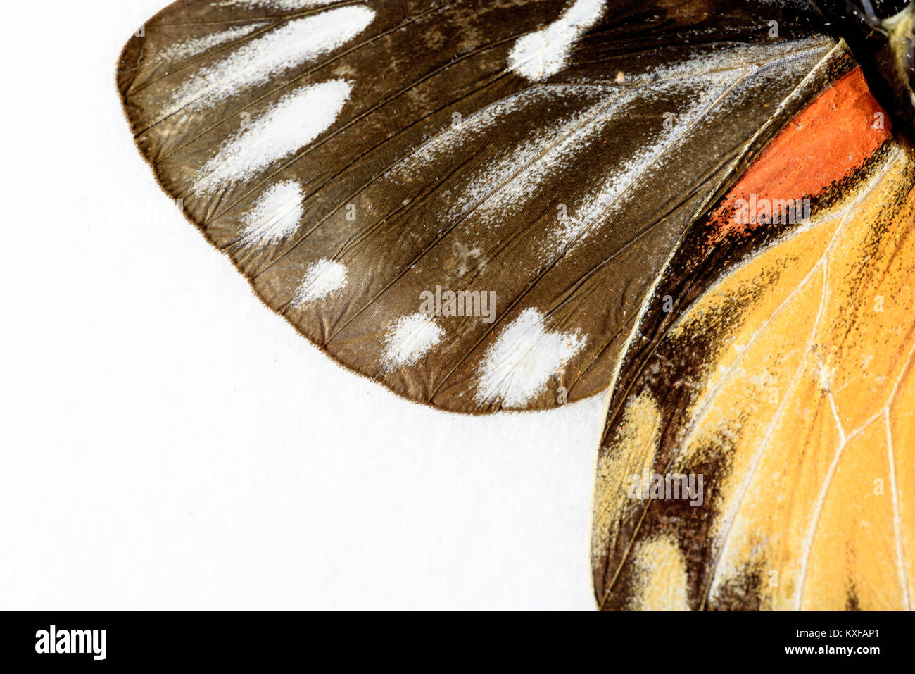 Macro closeup dettaglio di una stupenda farfalla insetto modello di ala a colori su sfondo bianco Foto Stock