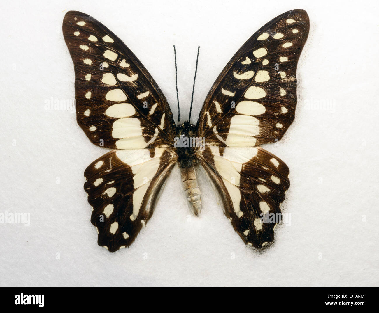 Comune di Jay Butterfly doson Graphium su sfondo bianco Foto Stock