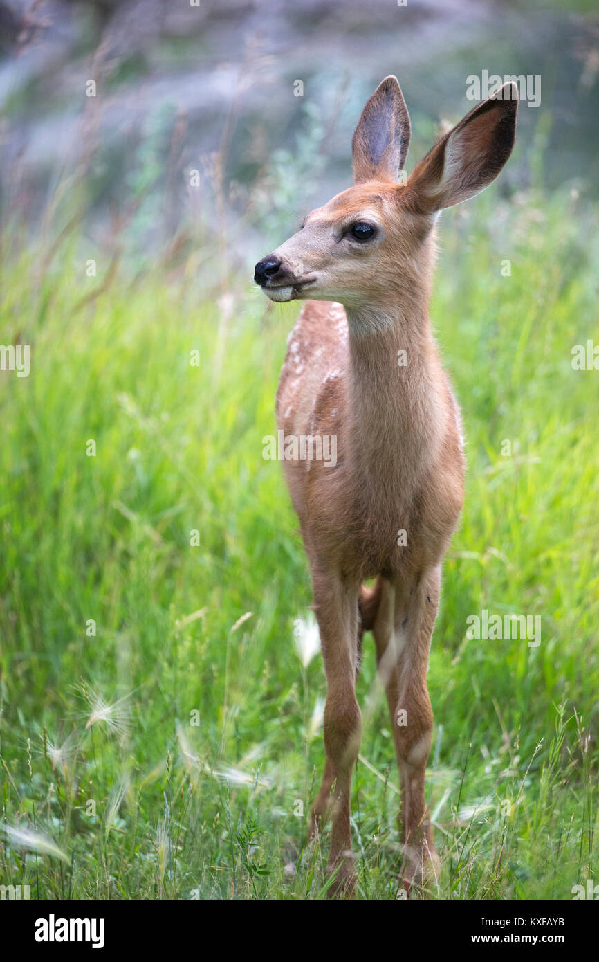 Mule Deer Fawn (Odocoileus hemionus) Foto Stock