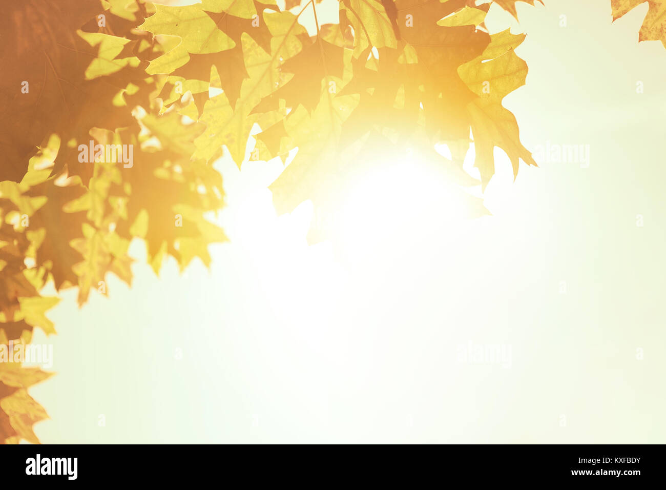 Foglie di autunno sfondo su bright sun Foto Stock