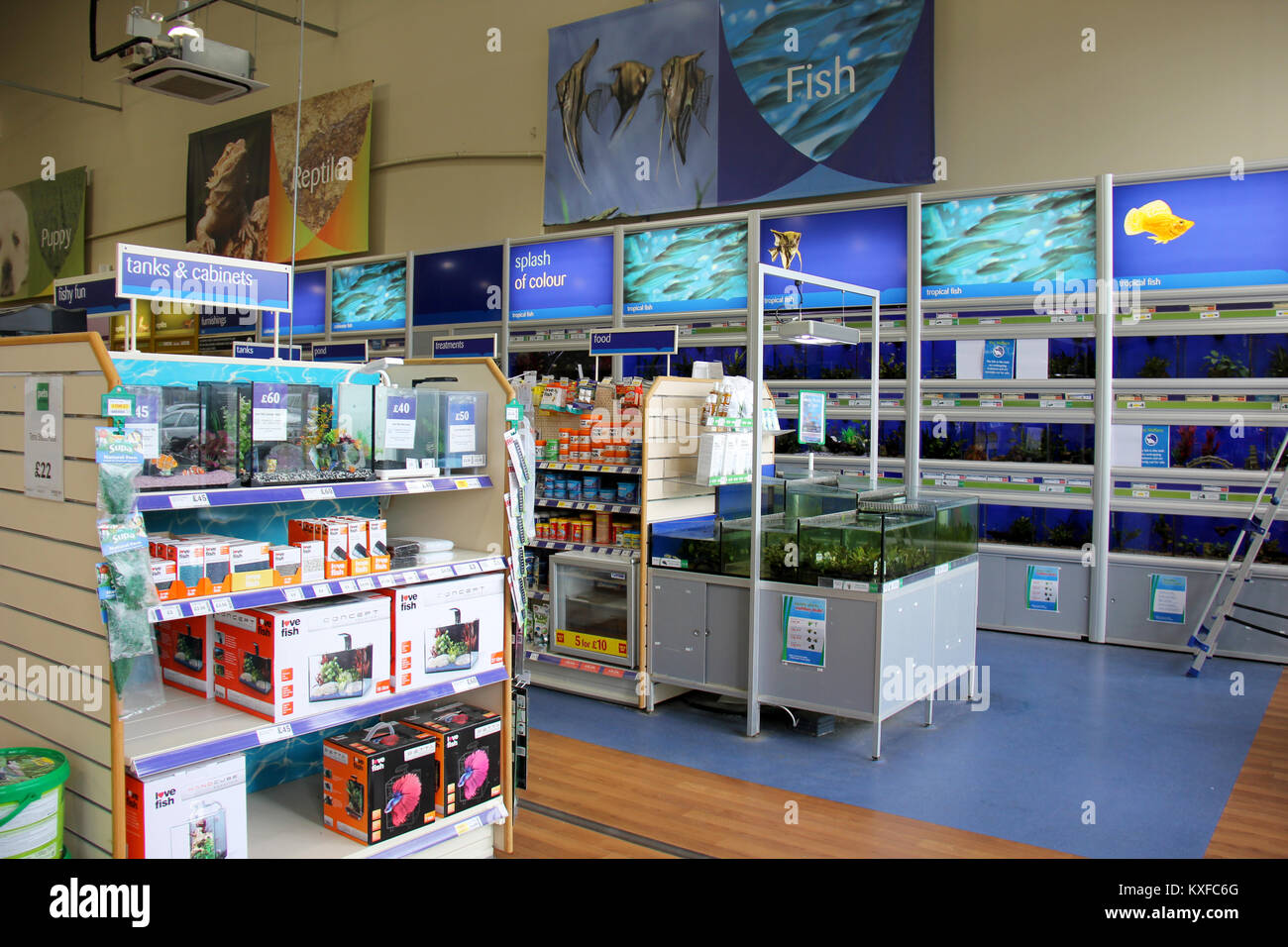 Inghilterra, Kent, Orpington - Circa il luglio 2014: Tropicale e acqua fredda il pesce per la vendita, anche apparecchiature e prodotti alimentari in vendita in un supermercato di pet in Inghilterra. Foto Stock