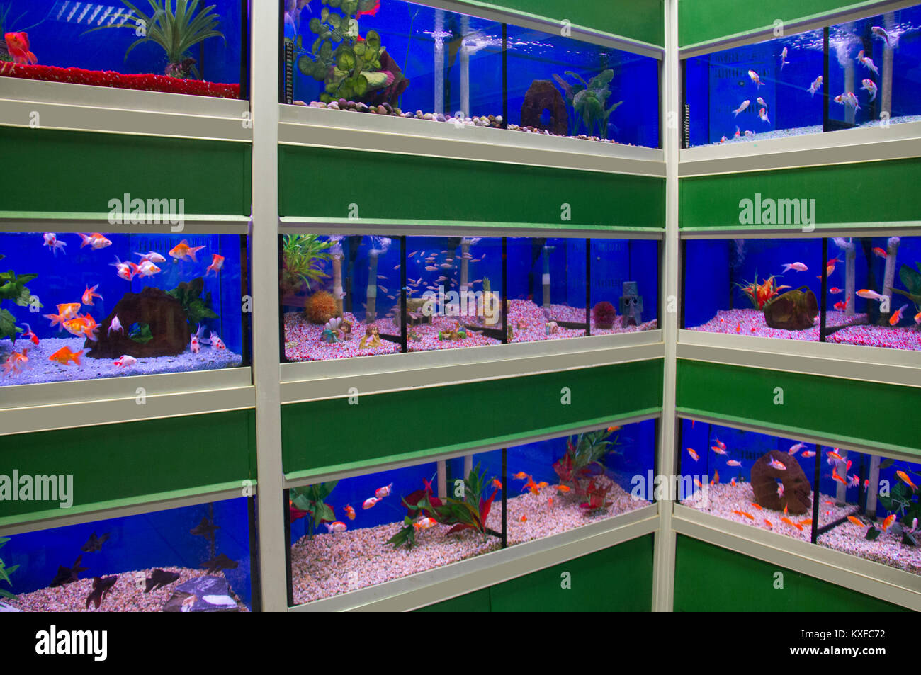 Tropicale e acqua fredda pesce per la vendita in un supermercato di pet Foto Stock