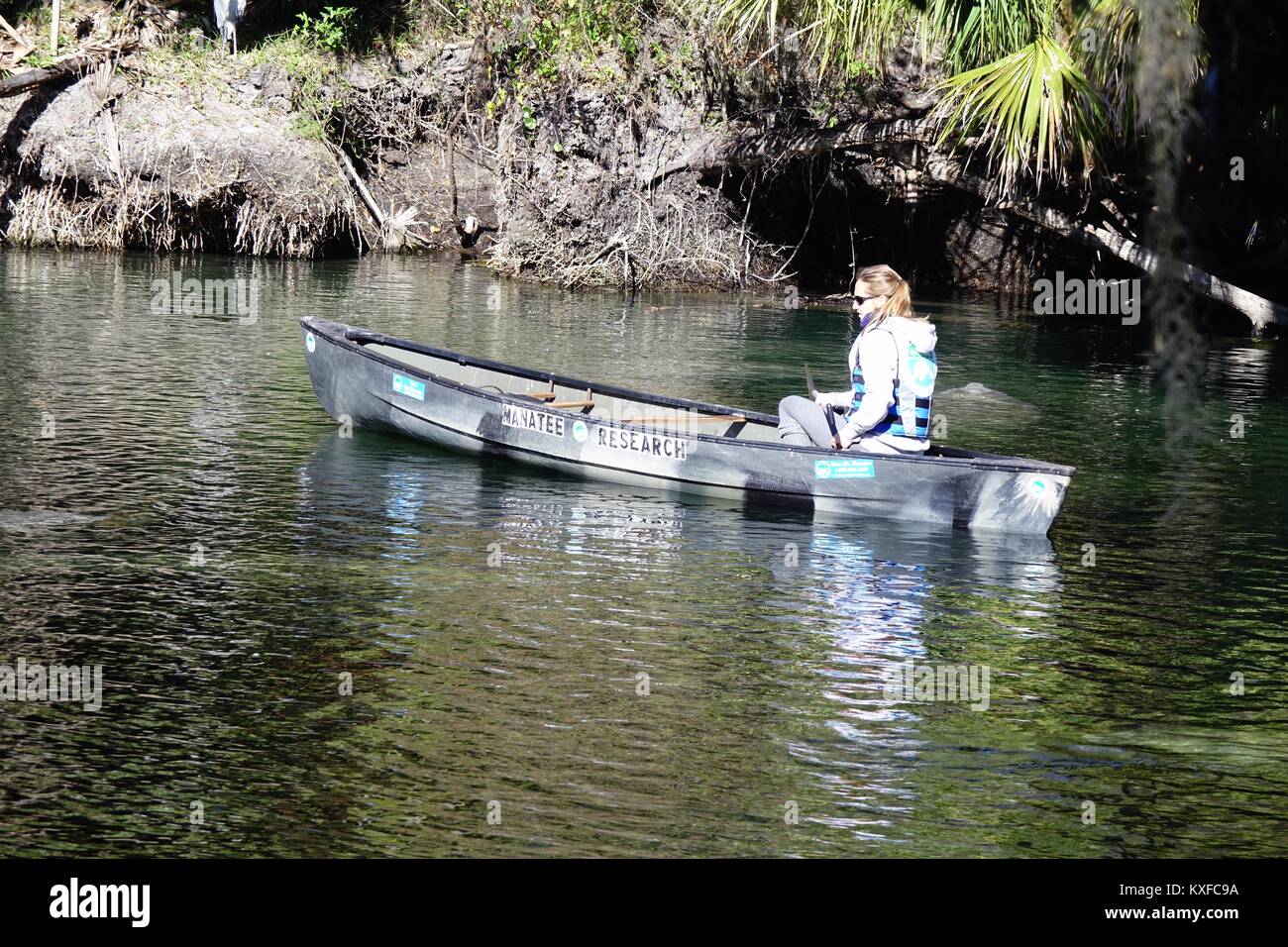 Naturalista in canoa i controlli sui lamantini a molla blu del Parco Statale di Città Orqnge, Florida Foto Stock