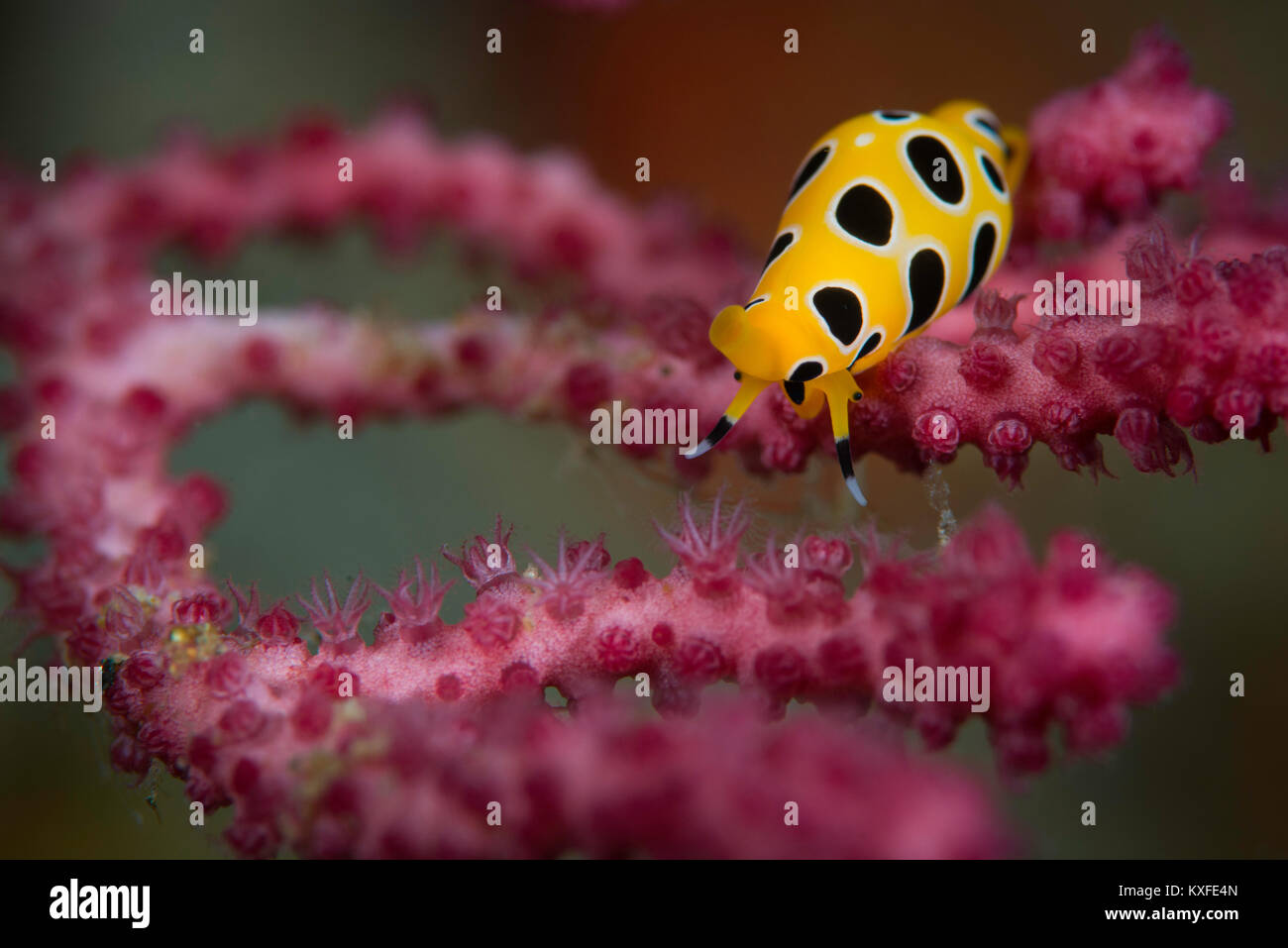 Un bellissimo uovo tiger cowrie (Cuspivolva tigri) alimentazione su i polipi di un ventilatore di mare, nell'isola di Ambon, Isole Molucche, Indonesia. Foto Stock