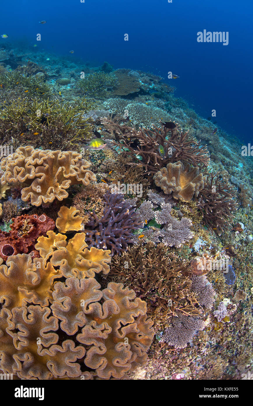 Pristine Coral reef con coralli duri e coralli molli, spugne e pesci, e blu chiaro in acqua Penemu, in Raja Ampat regione del Papua Occidentale, in Indonesia. Foto Stock