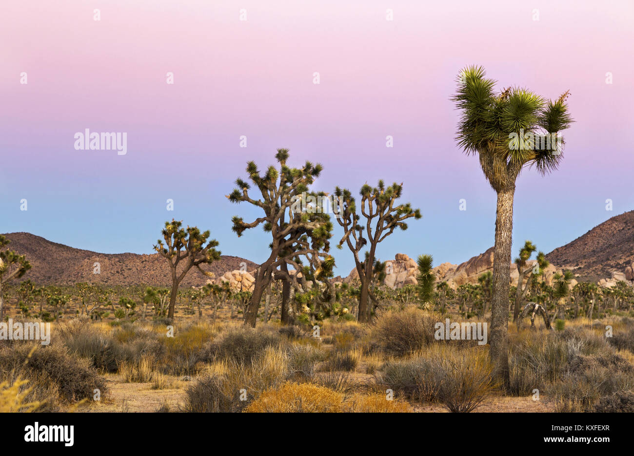 Colori del tramonto in inverno, cielo rosa sopra il paesaggio del deserto del Mojave al Joshua Tree National Park California sud-ovest degli Stati Uniti Foto Stock