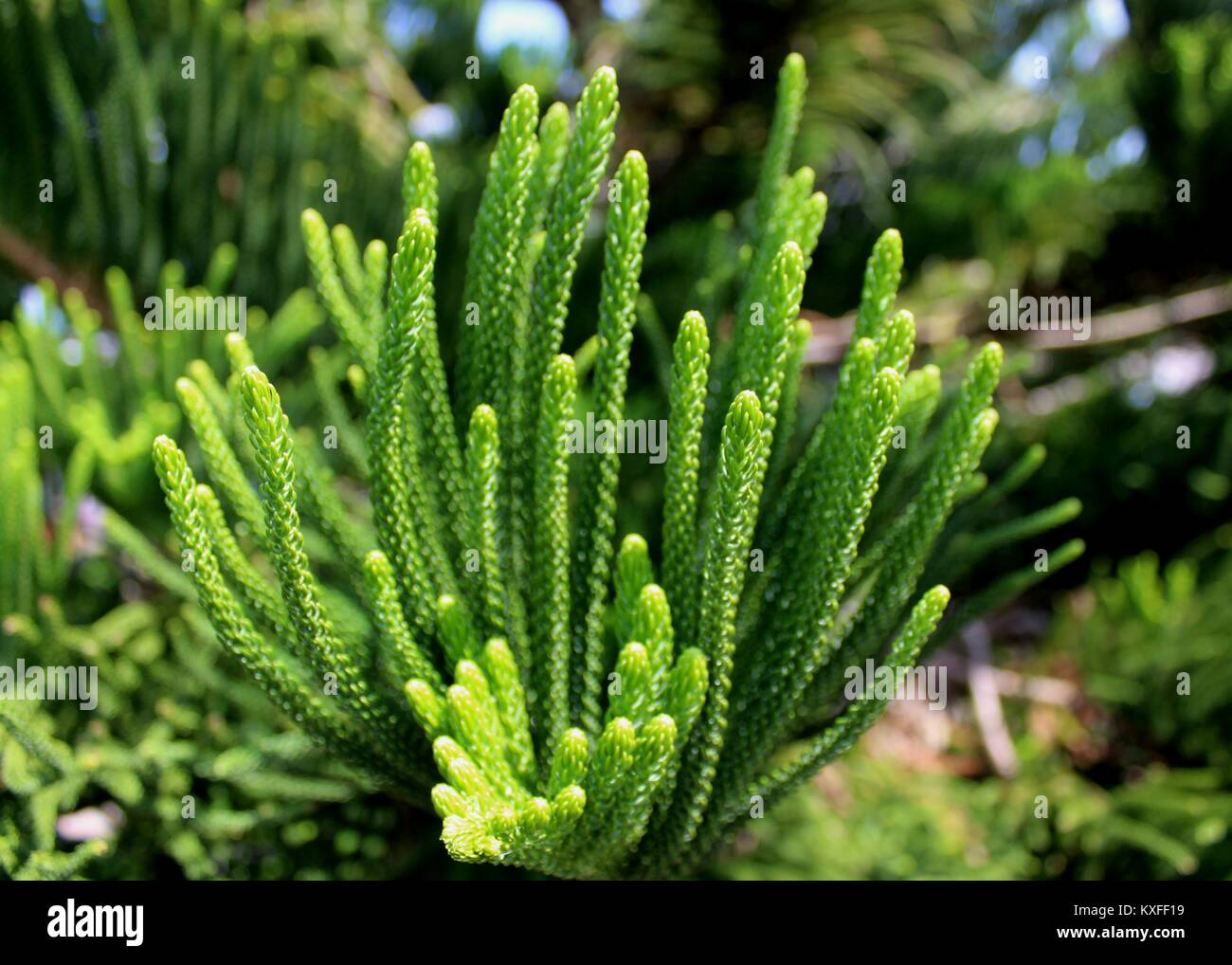 Macro - close-up di colore verde in foglie - fogliame di un fir fraser impianto in un giardino di casa in sri lanka Foto Stock