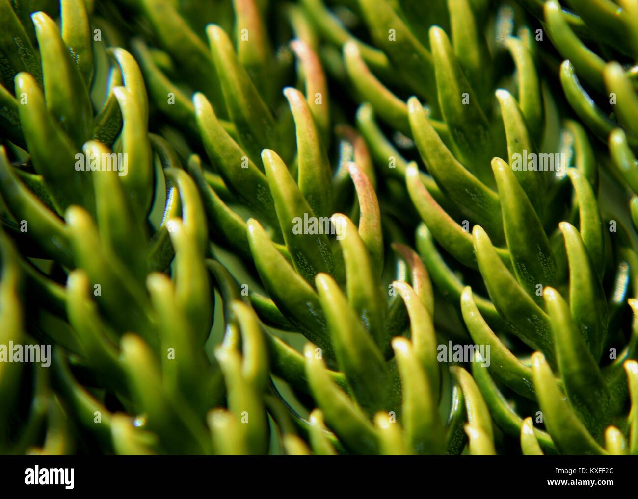 Macro - close-up di colore verde in foglie - fogliame di un fir fraser impianto in un giardino di casa in sri lanka Foto Stock