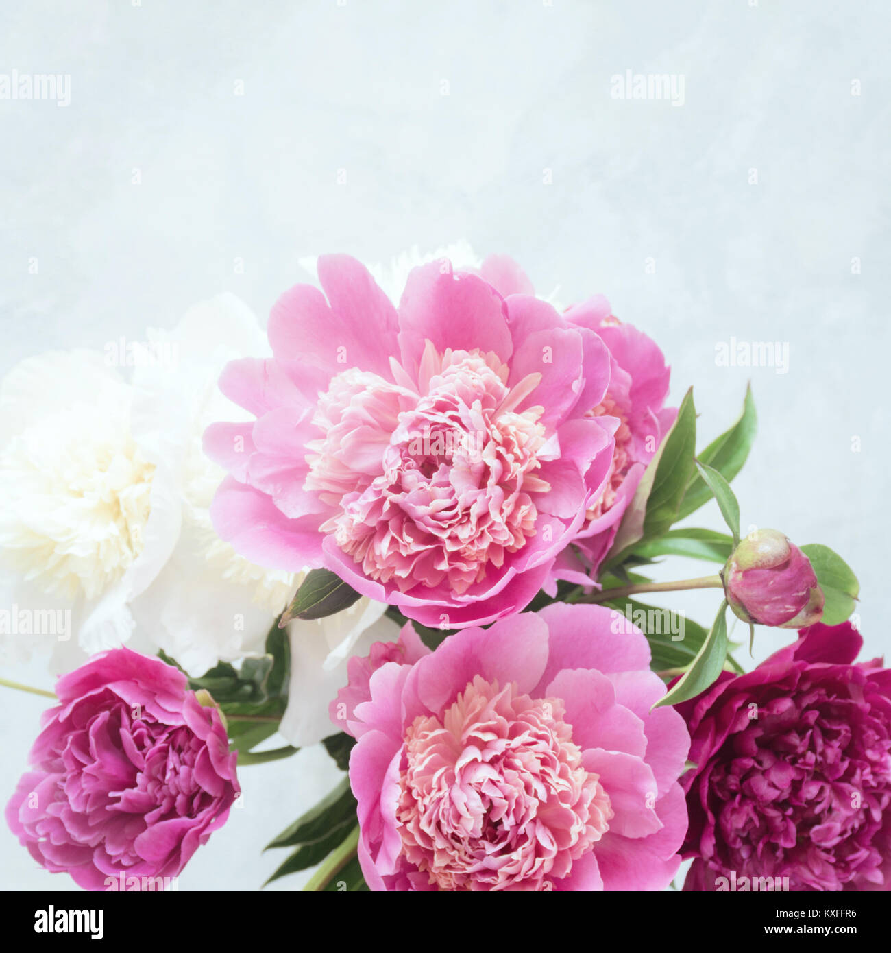 Rosa peonia Fiori su fondo bianco. Square raccolto, il fuoco selettivo. Il giorno di San Valentino, Festa della mamma o la giornata della donna concept Foto Stock
