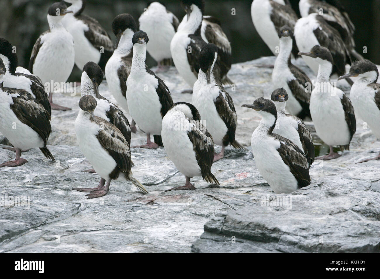 Imperial shag Leucocarbo atriceps grande gruppo di appoggio e preening sulla scogliera Isole Falkland Foto Stock