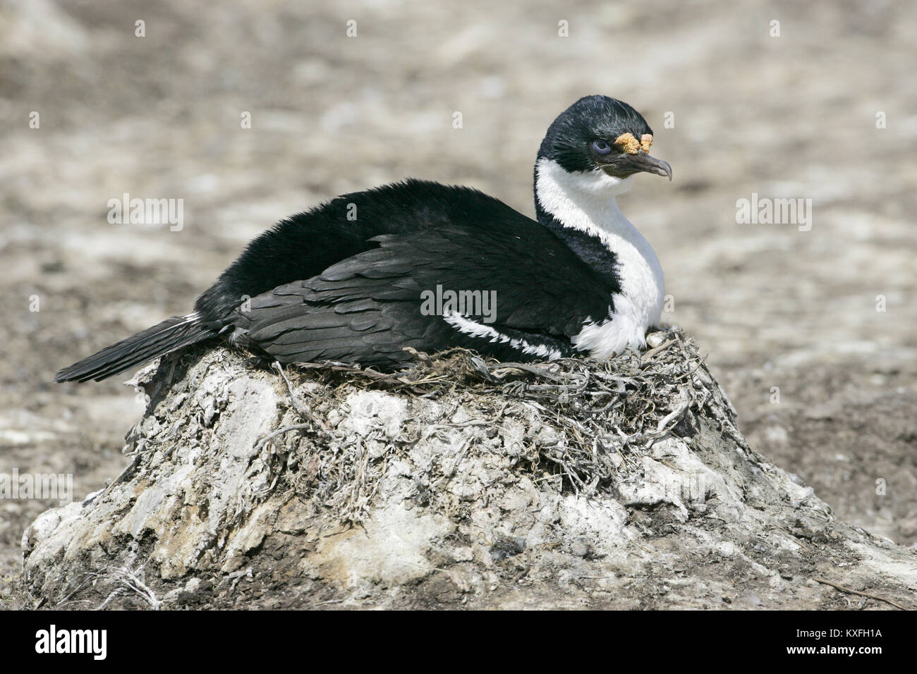 Imperial shag Leucocarbo atriceps nidificanti in colonia Isole Falkland Foto Stock
