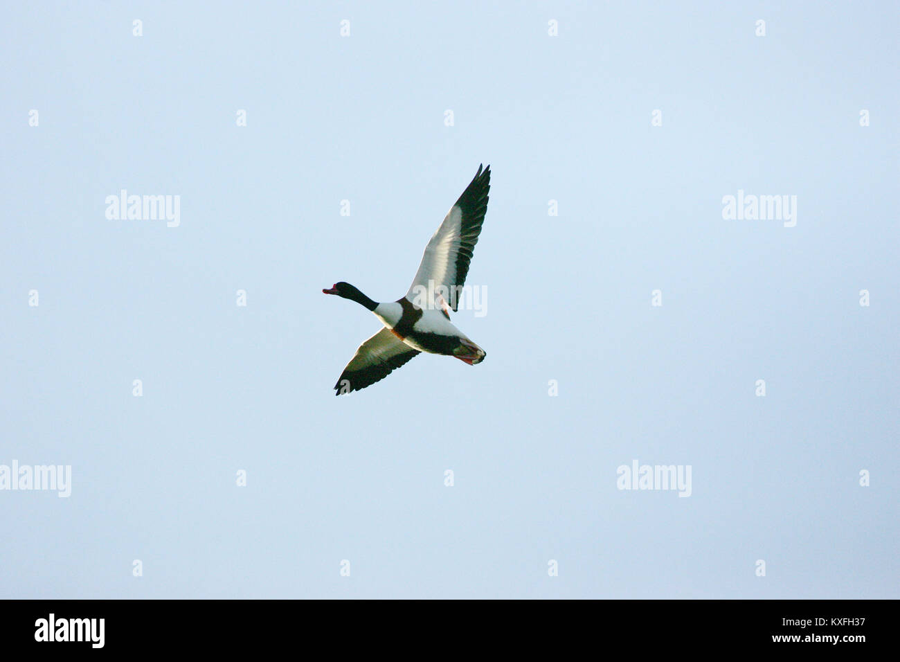 Common shelduck Tadorna tadorna in volo su paludi Keyhaven Lymington-Keyhaven Riserva Inghilterra Hampshire REGNO UNITO Foto Stock