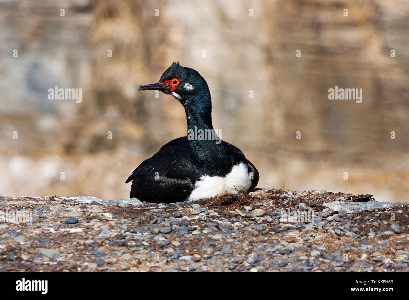 Rock shag Phalacrocorax magellanicus appoggiata sul bordo di roccia più deprimente Island Isole Falkland Foto Stock