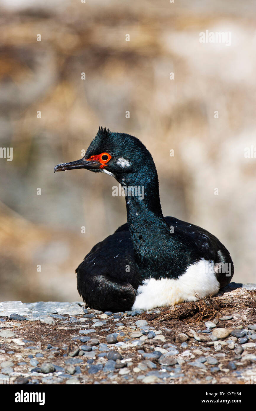 Rock shag Phalacrocorax magellanicus appoggiata sul bordo di roccia più deprimente Island Isole Falkland Foto Stock
